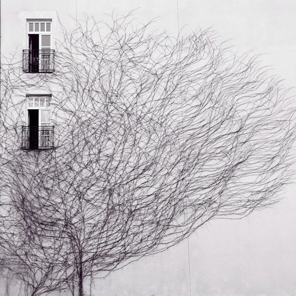 beauty of a vine against a building - Friday Favorites - Living Vintage