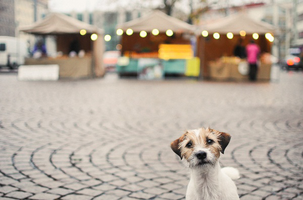 curious puppy