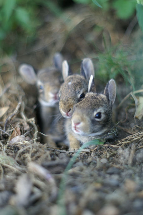 Happy Easter from Living Vintage - featuring 12 images that remind me of Easter.