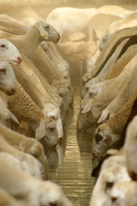 I love this image of some very thirsty sheep- one of 8 picks for this week's Friday Favorites - Living Vintage