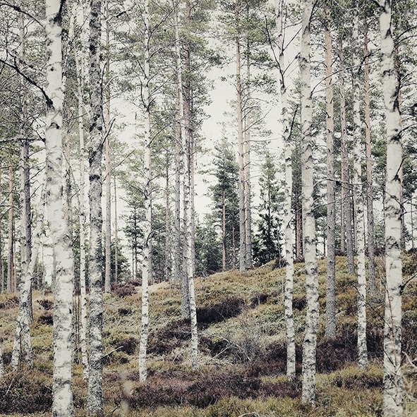beautiful birch trees - one of 8 picks for this week's Friday Favorites - Living Vintage