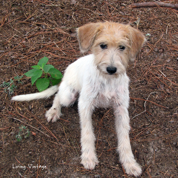 Miss Molly, Our Muppet and Rescue Dog