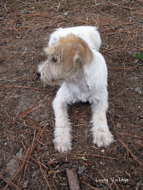 Miss Molly, Our Muppet and Rescue Dog