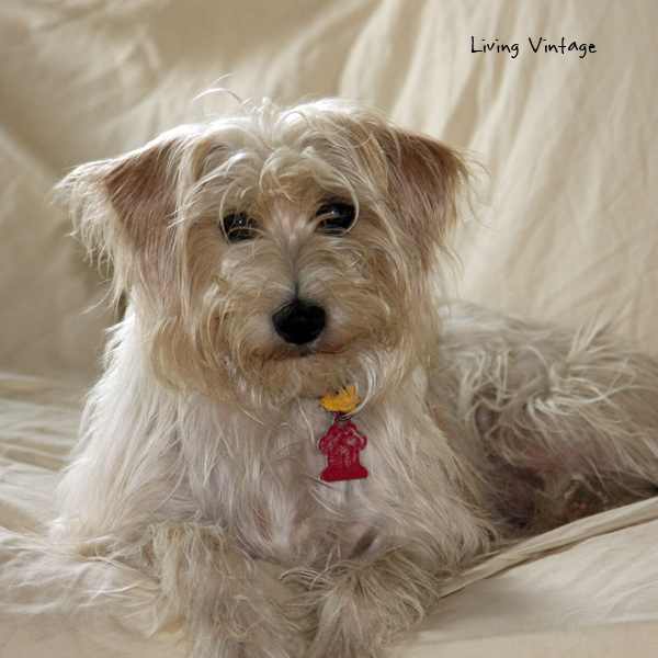 Miss Molly, Our Muppet and Rescue Dog - Living Vintage