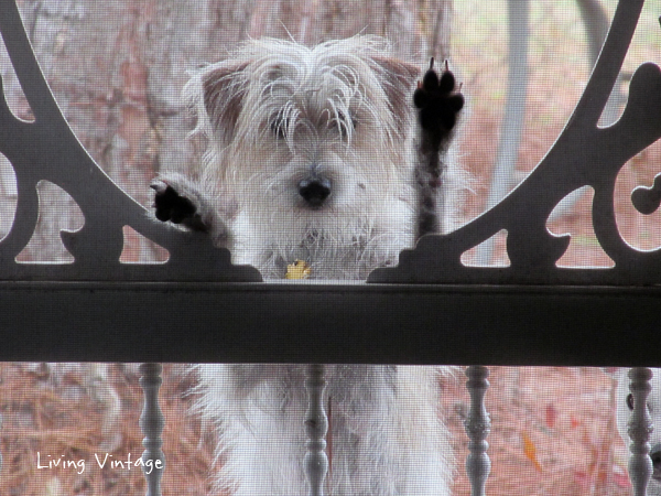 Miss Molly, Our Muppet and Rescue Dog - Living Vintage