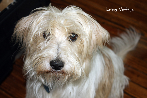 Miss Molly, Our Muppet and Rescue Dog - Living Vintage