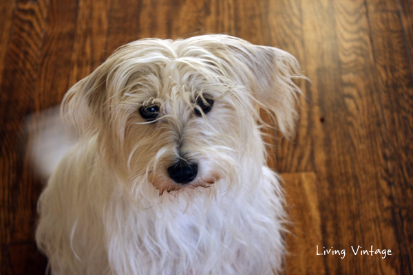 Miss Molly, Our Muppet and Rescue Dog - Living Vintage