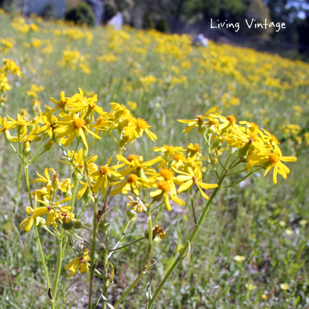Spring in East Texas - Living Vintage