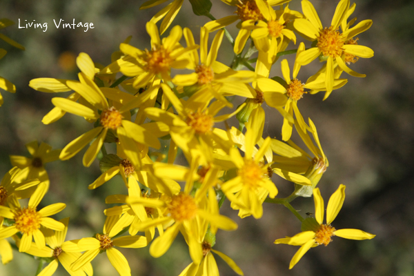 Spring in East Texas - Living Vintage