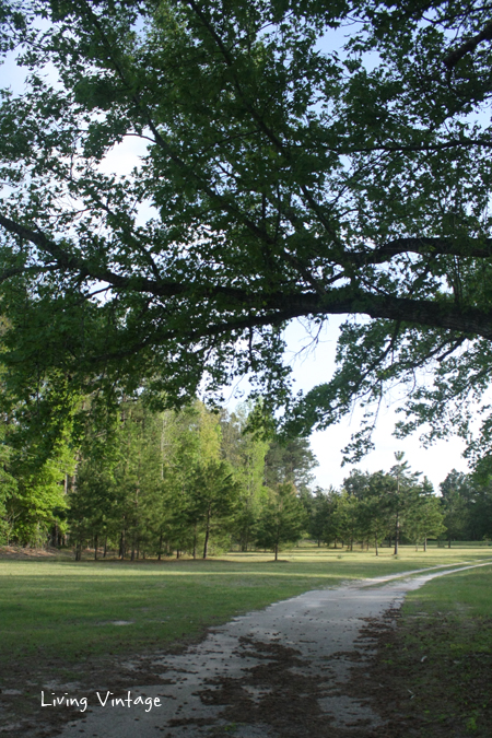 Spring in East Texas - Living Vintage