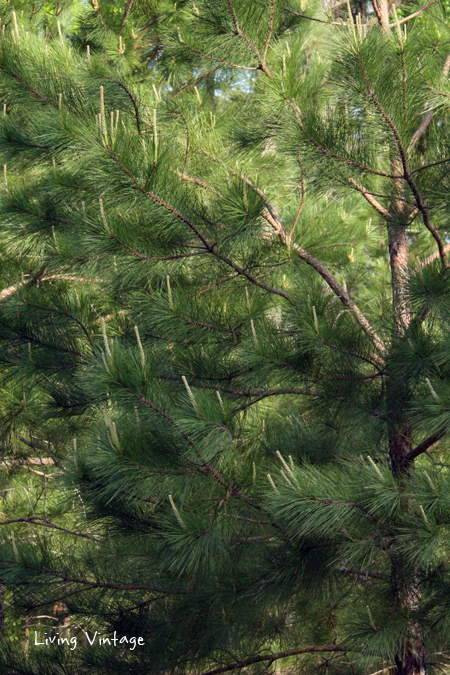 Spring in East Texas - Living Vintage