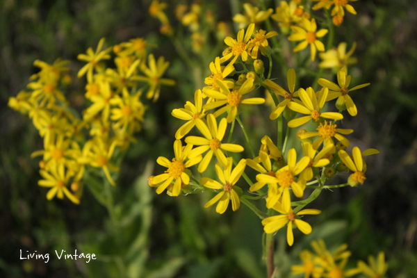 Spring in East Texas - Living Vintage