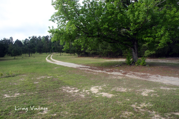 Spring in East Texas - Living Vintage