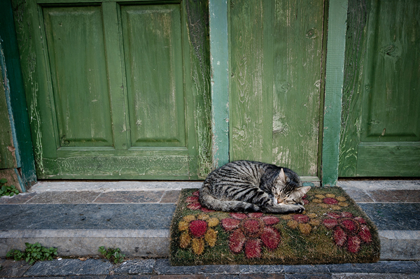 a cat nap for a tabby