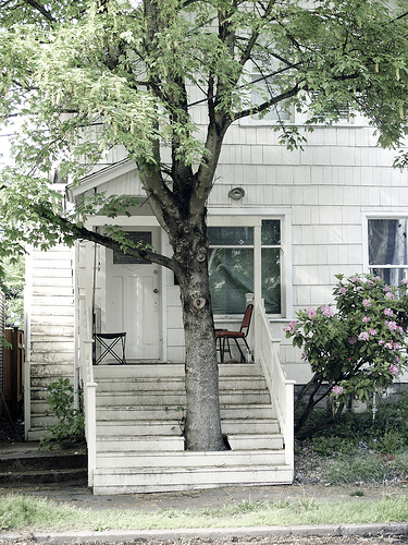 they didn't cut down the tree - one of 8 picks for this week's Friday Favorites - Living Vintage