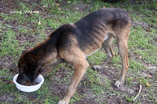A starving abandoned dog we're feeding