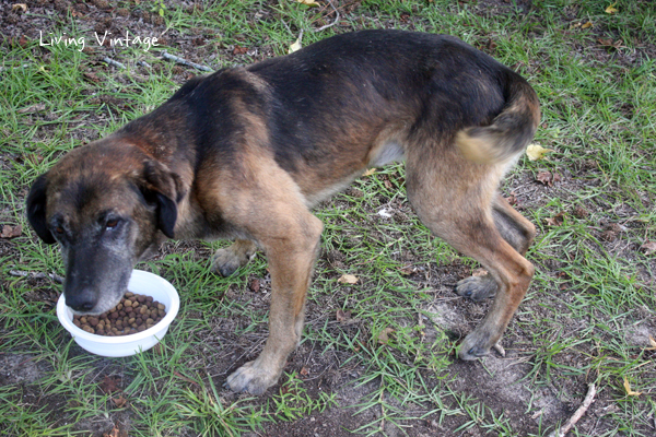 A starving abandoned dog