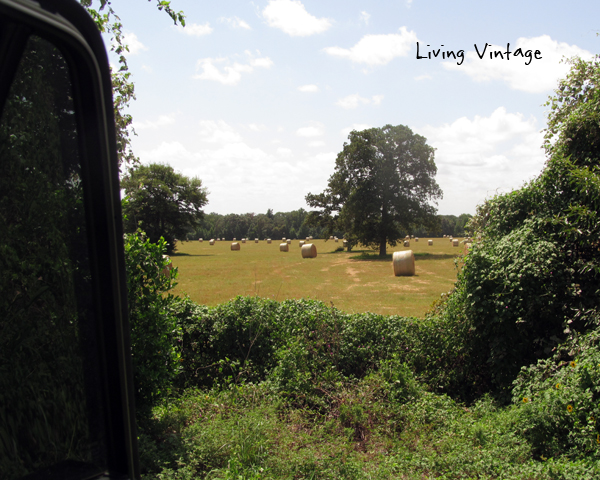 pretty hayfields