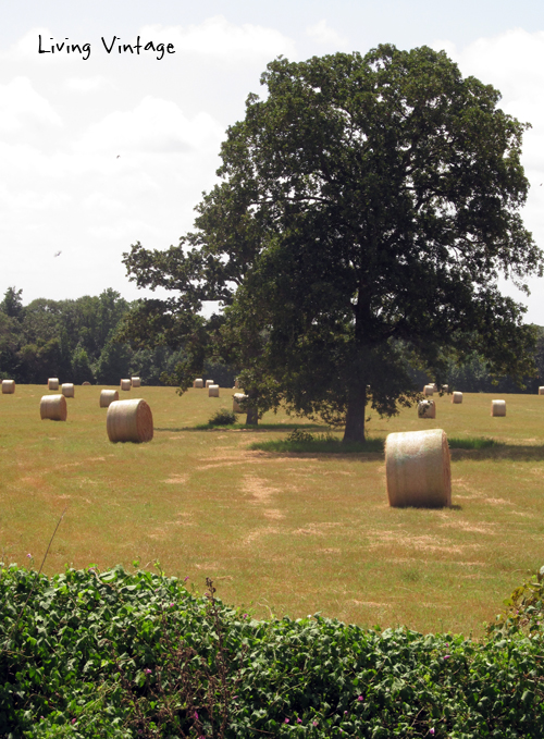 pretty hayfields