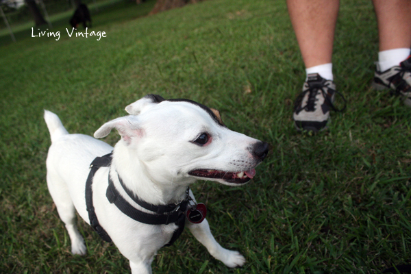 Our dogs at the dog park in Nacogdoches, TX