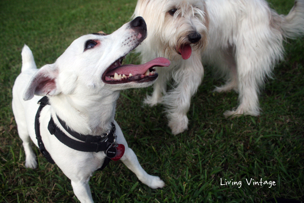 Our dogs at the dog park in Nacogdoches, TX