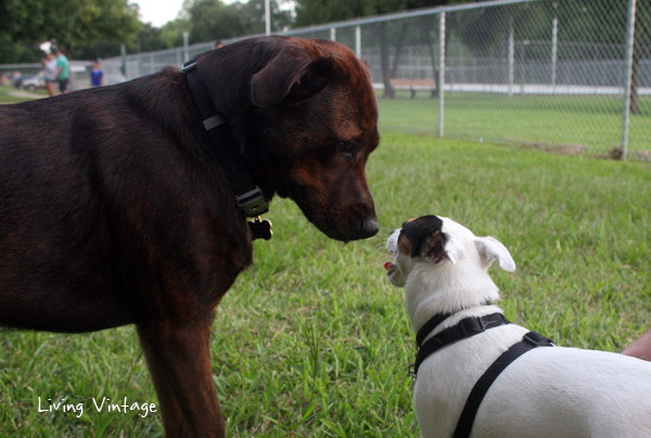 Our dogs at the dog park in Nacogdoches, TX