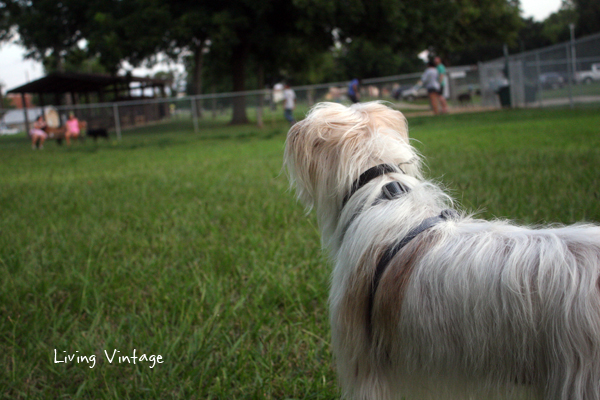 Our dogs at the dog park in Nacogdoches, TX