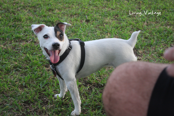 Our dogs at the dog park in Nacogdoches, TX