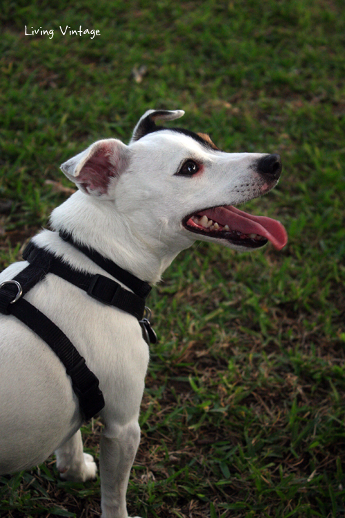 Our dogs at the dog park in Nacogdoches, TX