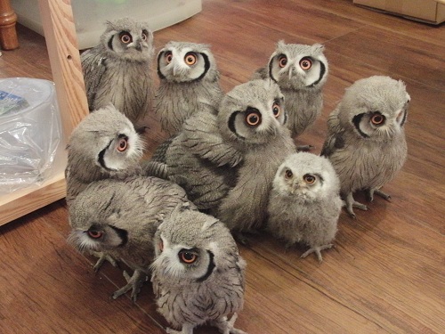 a baby owl convention - one of 8 picks for this week's Friday Favorites - Living Vintage