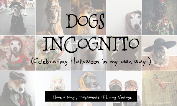 Dogs incognito (celebrating Halloween in my own way)