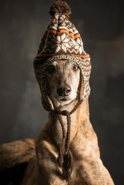 a dog in a knit cap