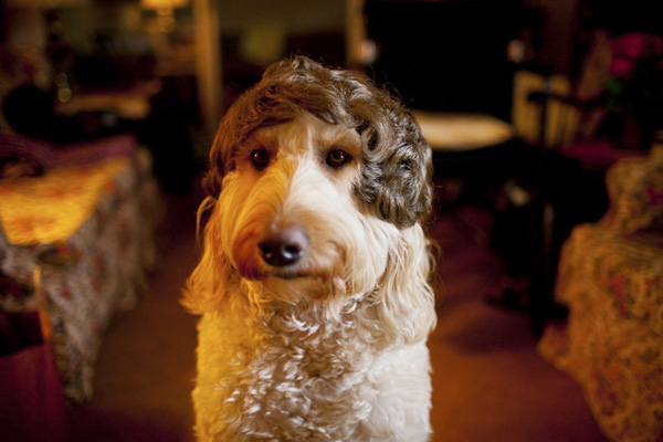 a dog in a wig