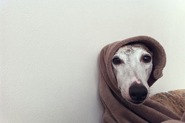 a jedi whippet