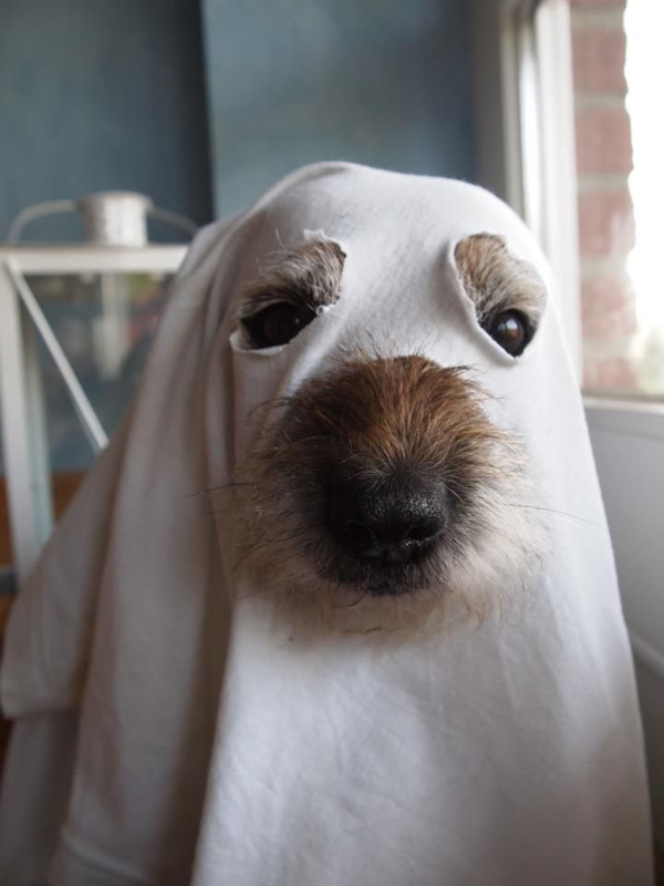 an adorable ghost