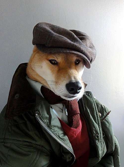 menswear dog