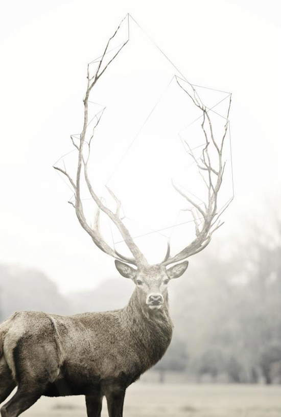 a majestic buck - one of 8 picks for this week's Friday Favorites