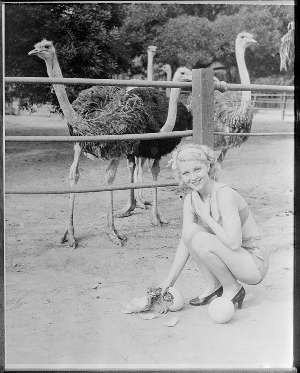 ostrich babies being born - one of 8 picks for this week's Friday Favorites