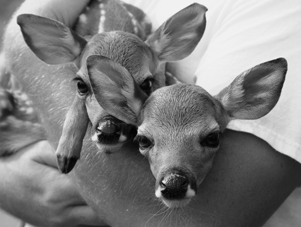 sweet twin deer - one of 8 picks for this week's Friday Favorites