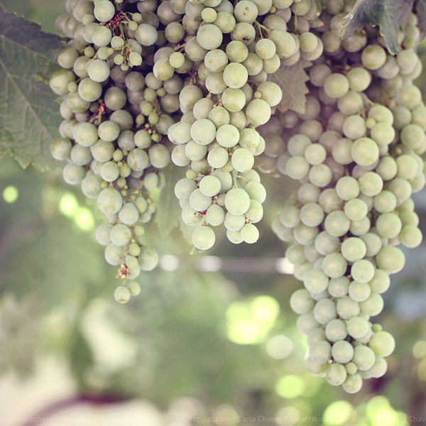 a beautiful image of nature's bounty, grapes almost ready for harvest - one of 8 picks for this week's Friday Favorites