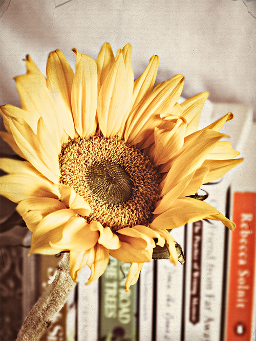 A lovely shot of a sunflower (one of my favorite flowers) - one of 8 picks for this week's Friday Favorites