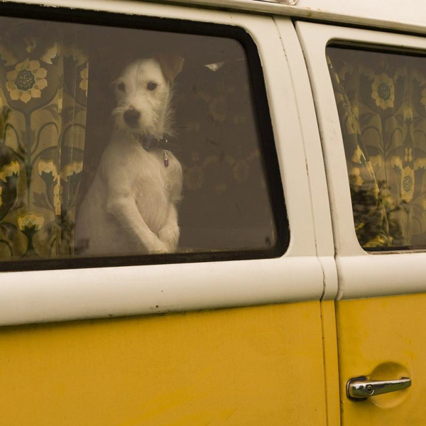 An adorable Jack Russell named Rupert - one of8 picks for this week's Friday Favorites