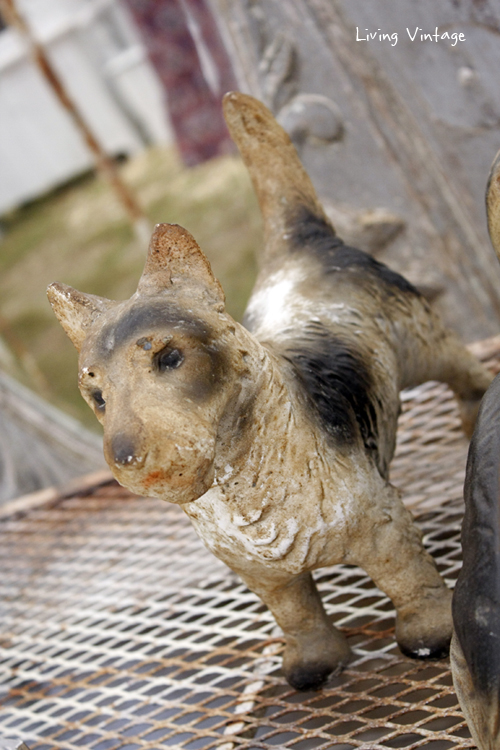 I spotted this little guy at Marburger Farm