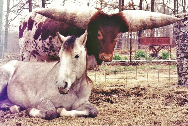 Unlikely friends - a crippled horse and her bull protector