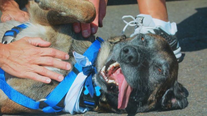 a deliriously happy dog