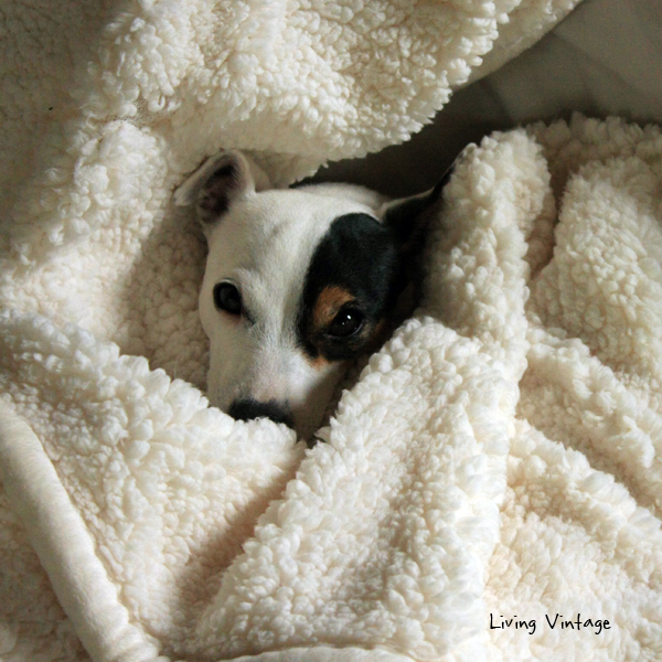 Kacy, our tuckered-out Jack Russell