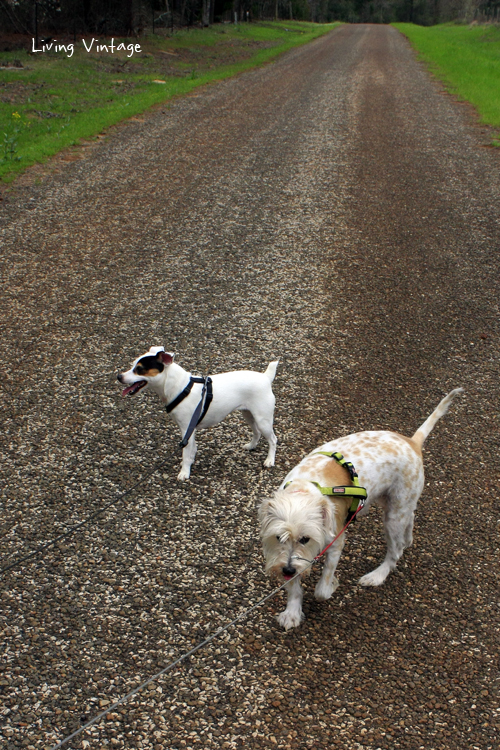 walking our dogs down a lonely country road