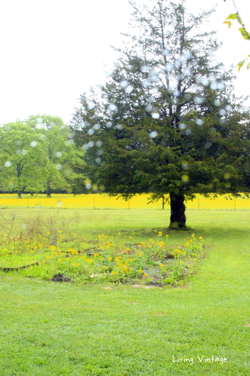 a glorious Spring due to all the rain