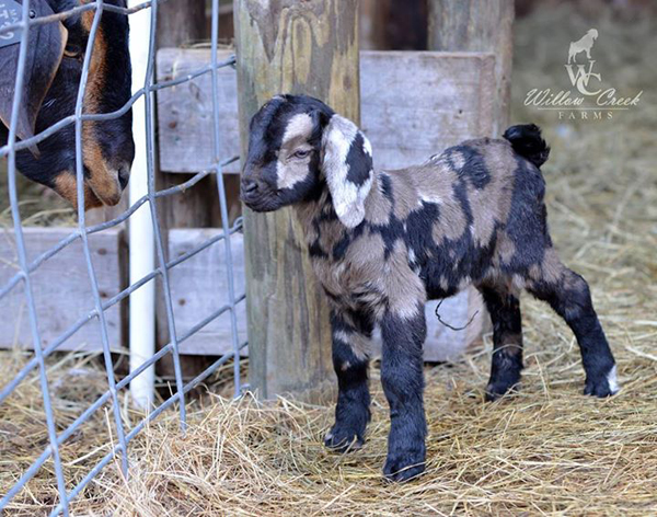 what an adorable baby goat!  | one of 8 picks for this week's Friday Favorites