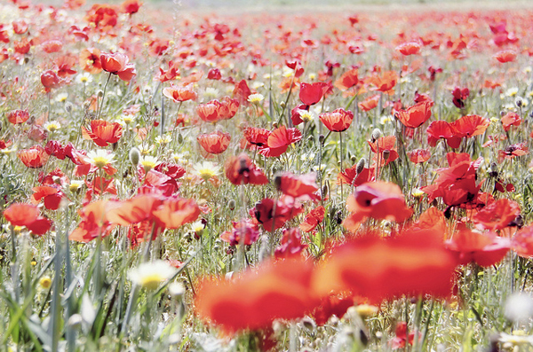 such a pretty field of poppies - one of 8 picks for this week's Friday Favorites